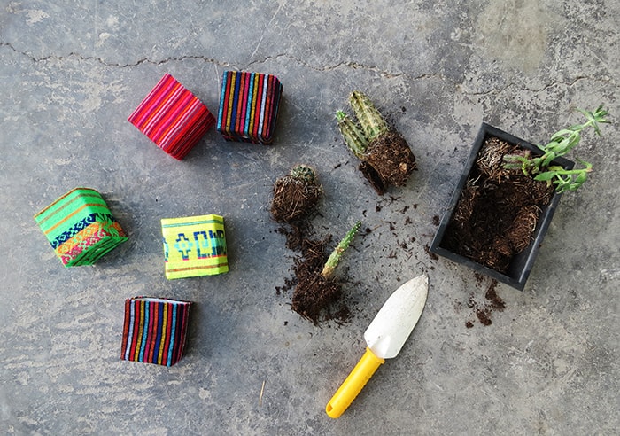 planting in milk carton planters