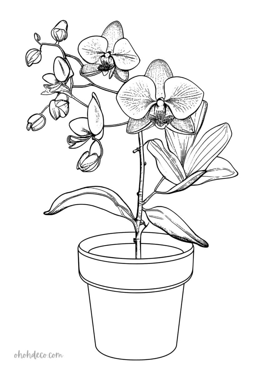 Unconventional 34 Plant Coloring Pages That Will Spark Your Creativity