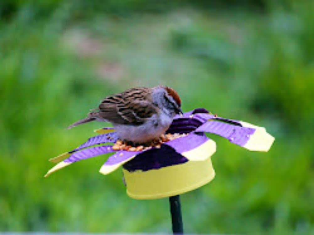 diy flower bird feeder
