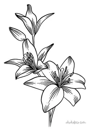 lily-coloring-page - Ohoh deco